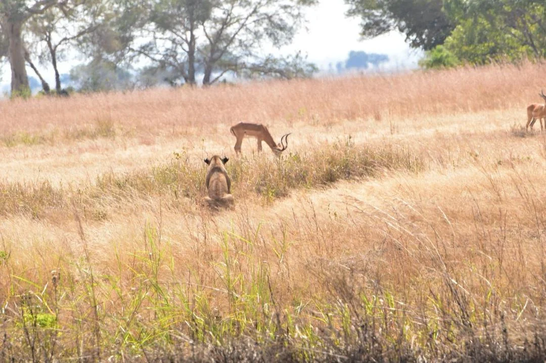 Zdjęcie trasy Parku Narodowego Ruaha