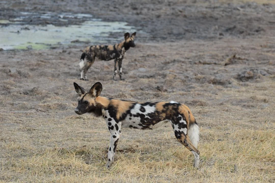Zdjęcie trasy Parku Narodowego Ruaha