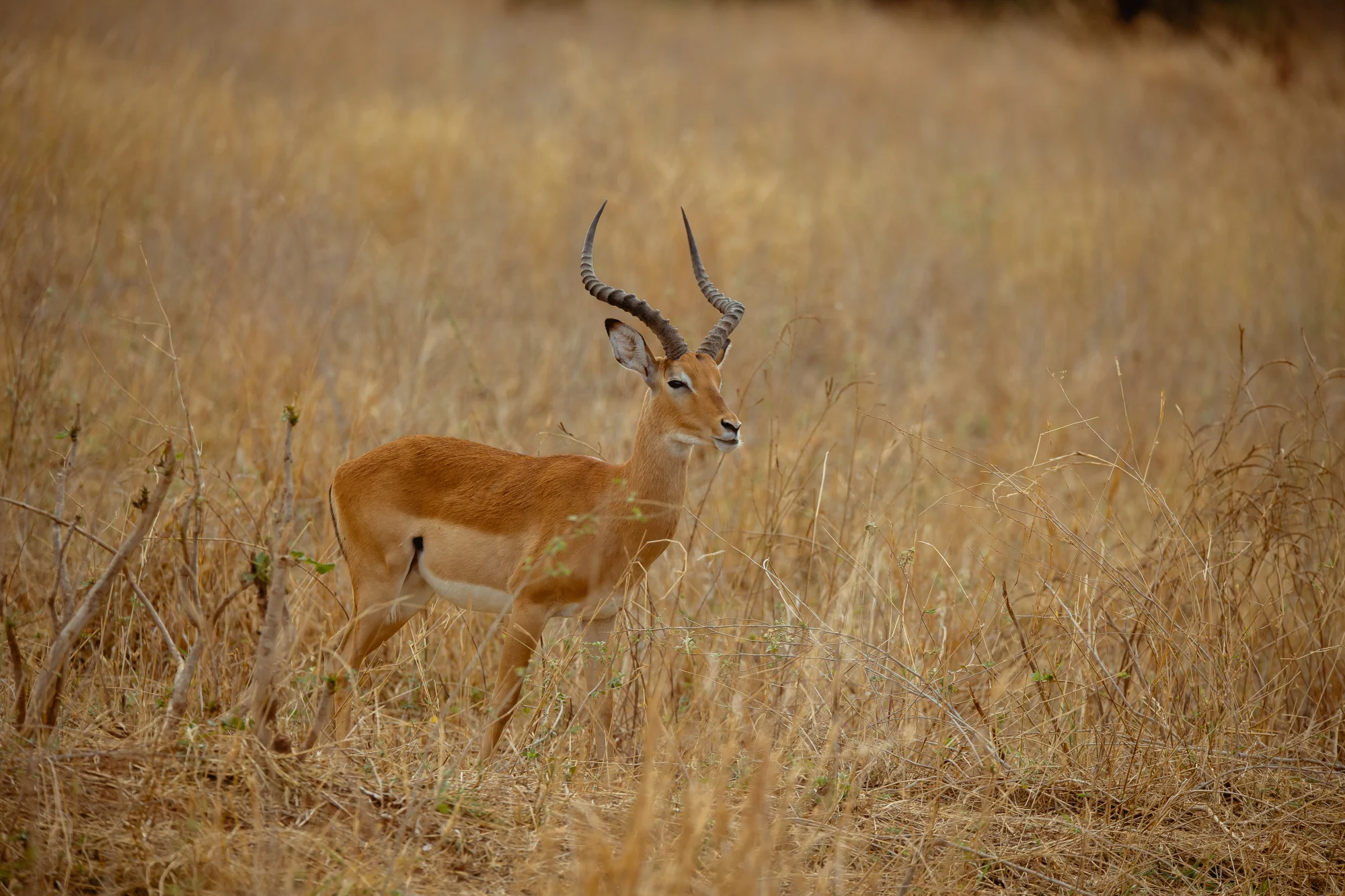 Serengeti safari itinerary image