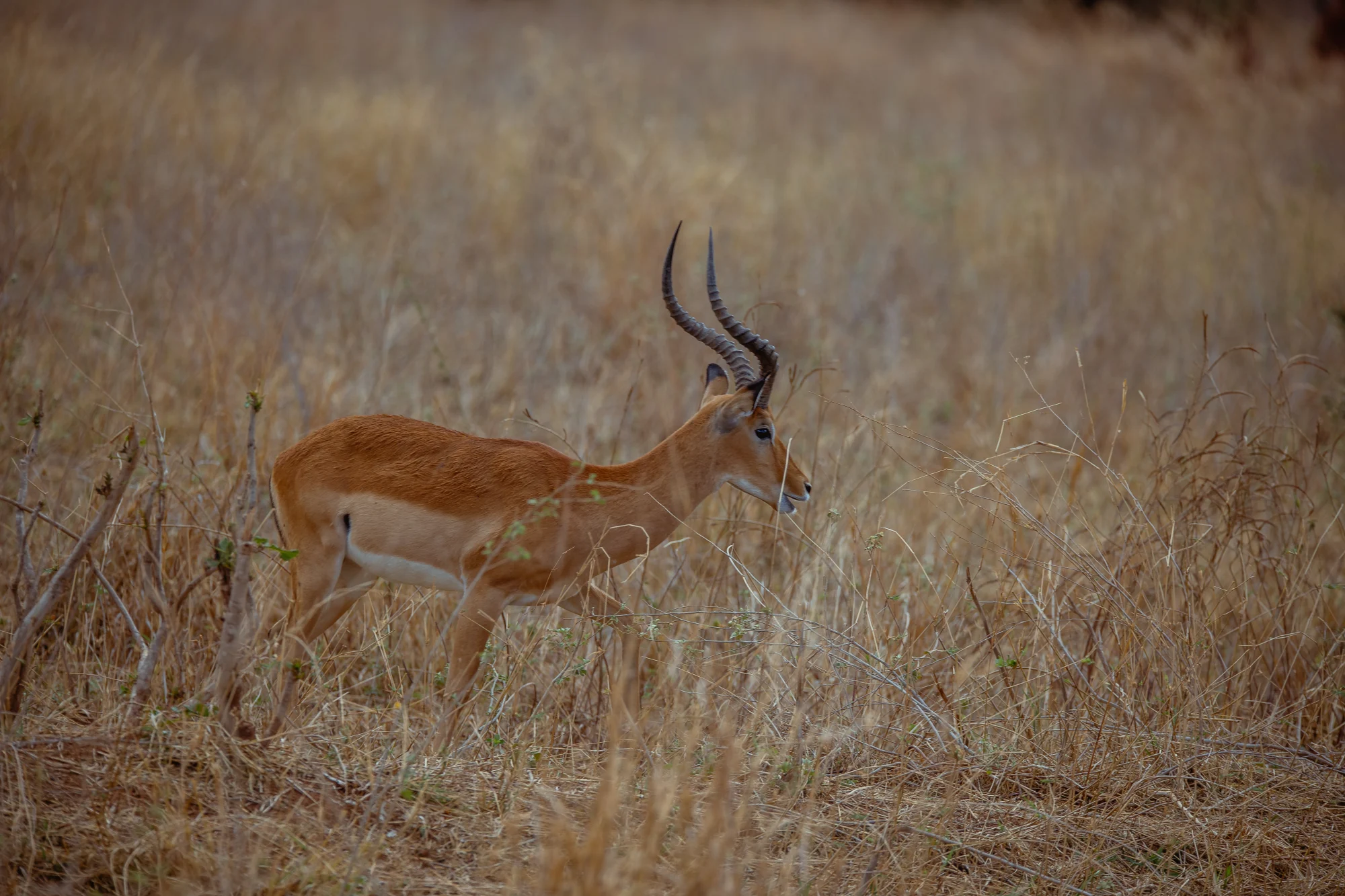 Serengeti safari itinerary image