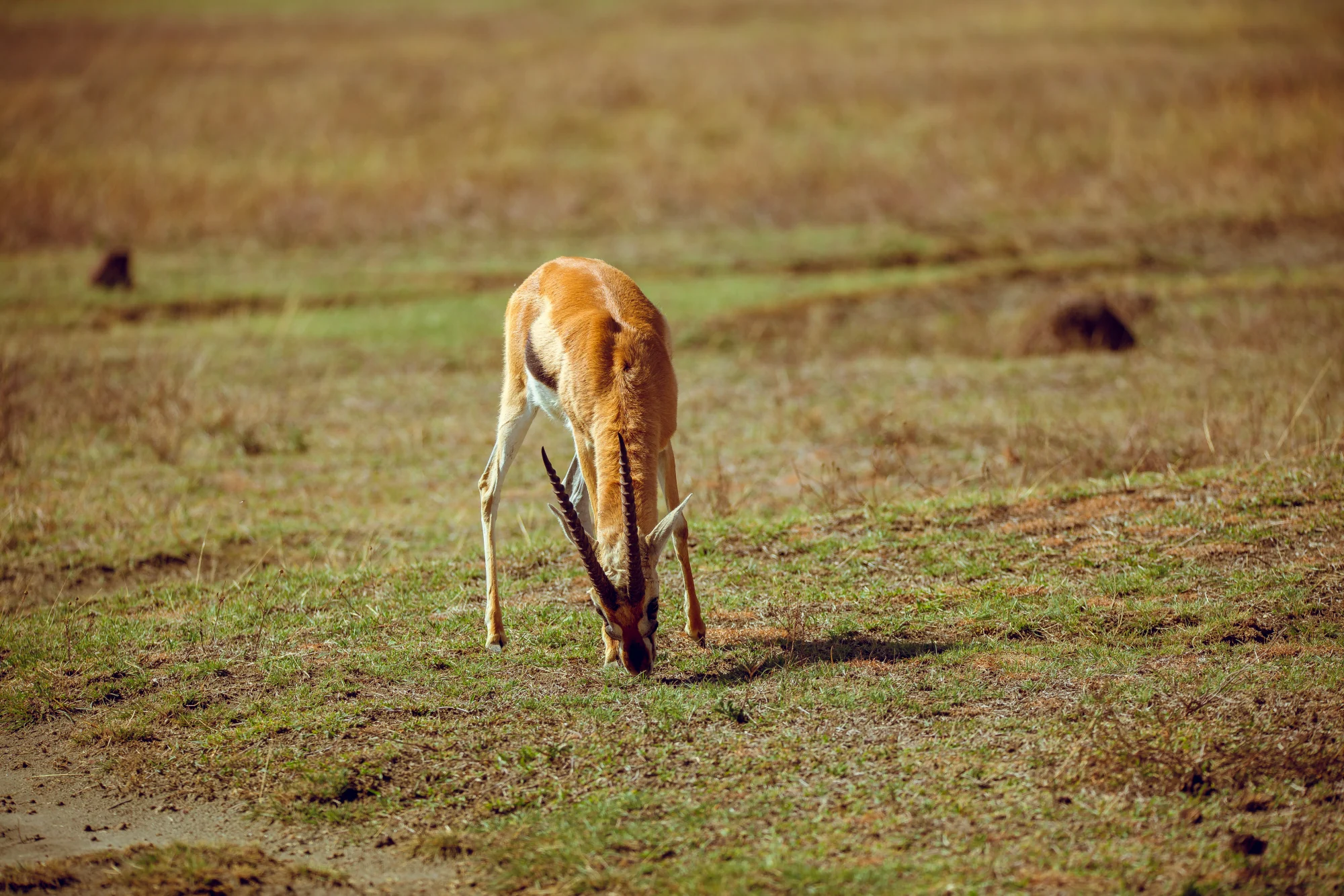 Bild der Reiseroute des Serengeti-Nationalparks