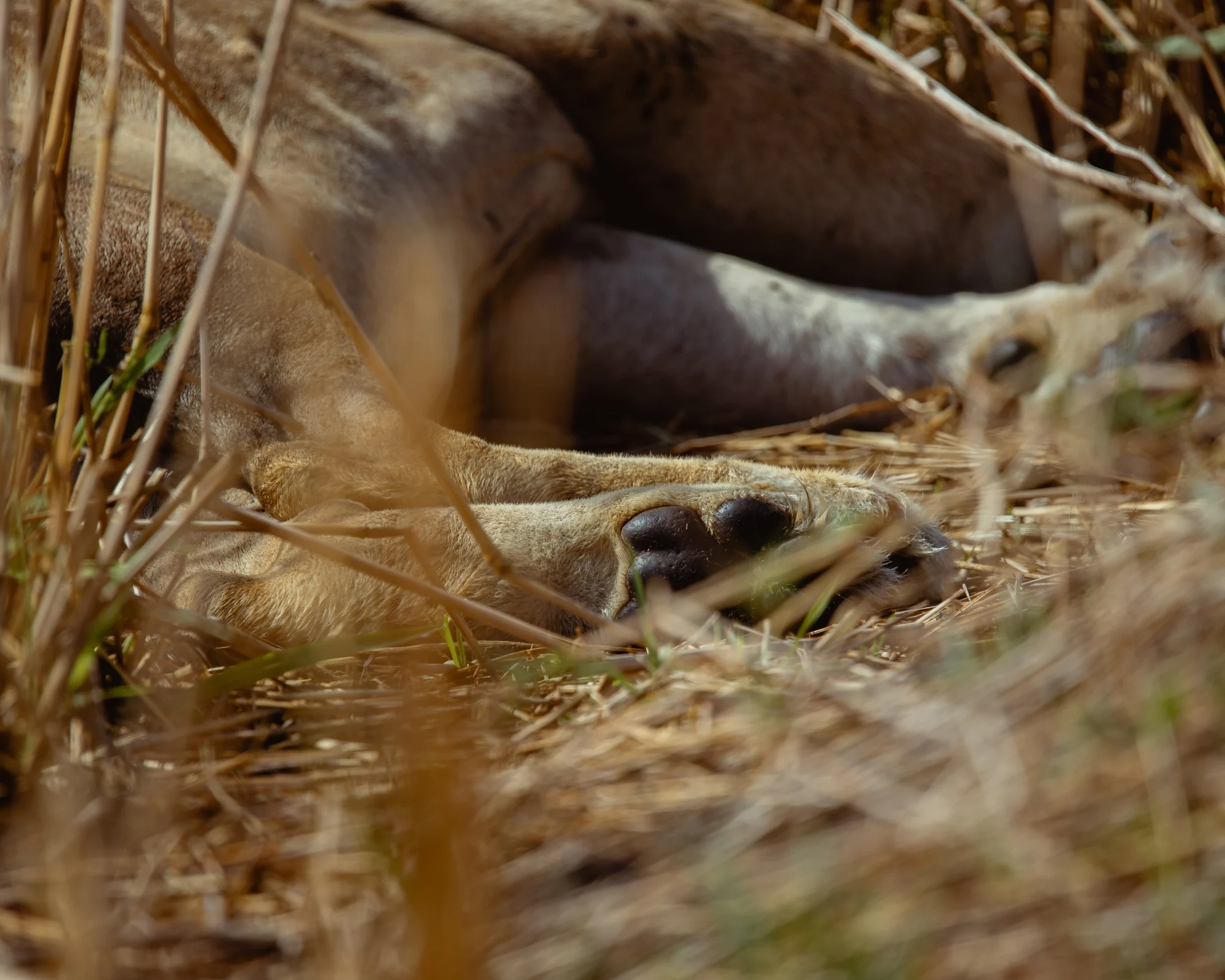 Bilde av Serengeti nasjonalparks reiserute