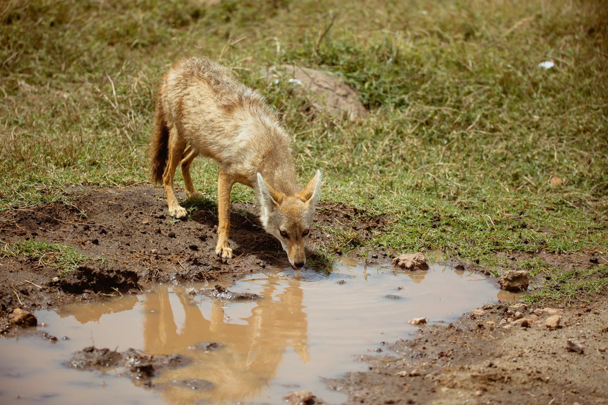 Serengeti National Park itinerary image
