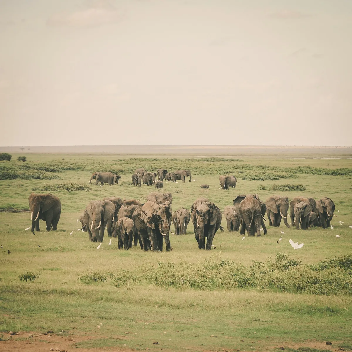 Day 2: Amboseli to Lake Nakuru