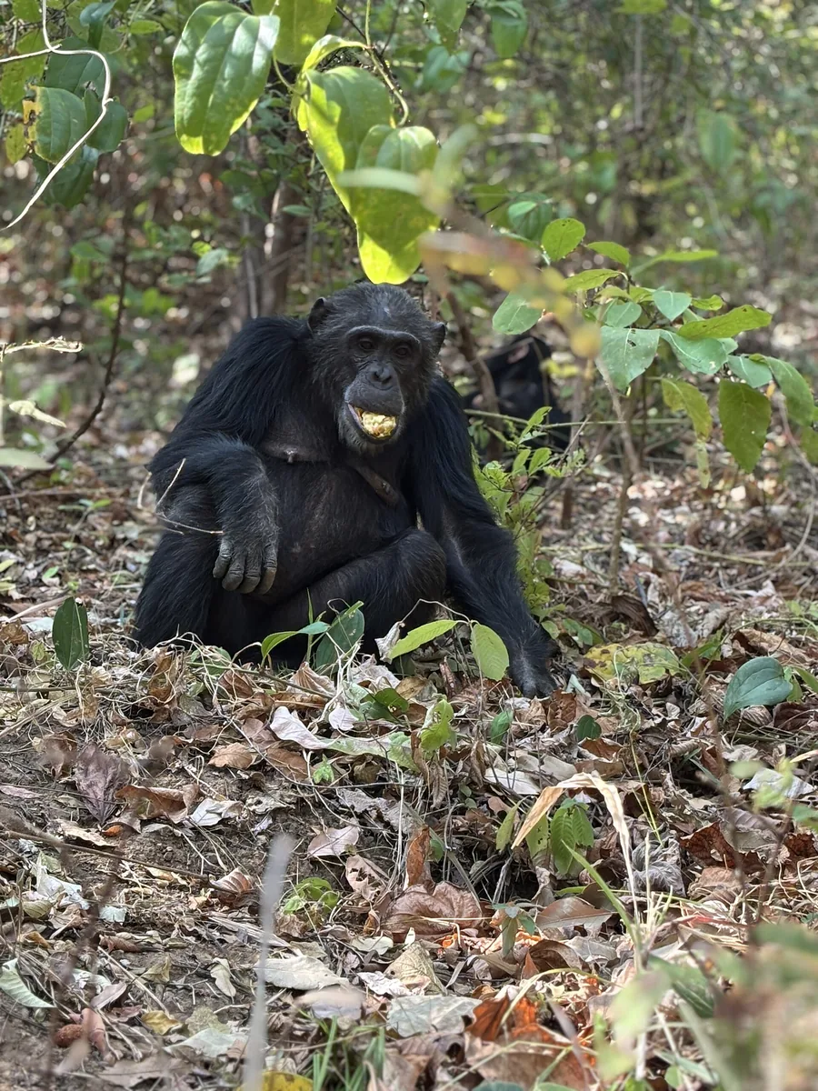 Chimpanzee habitat in western Tanzania