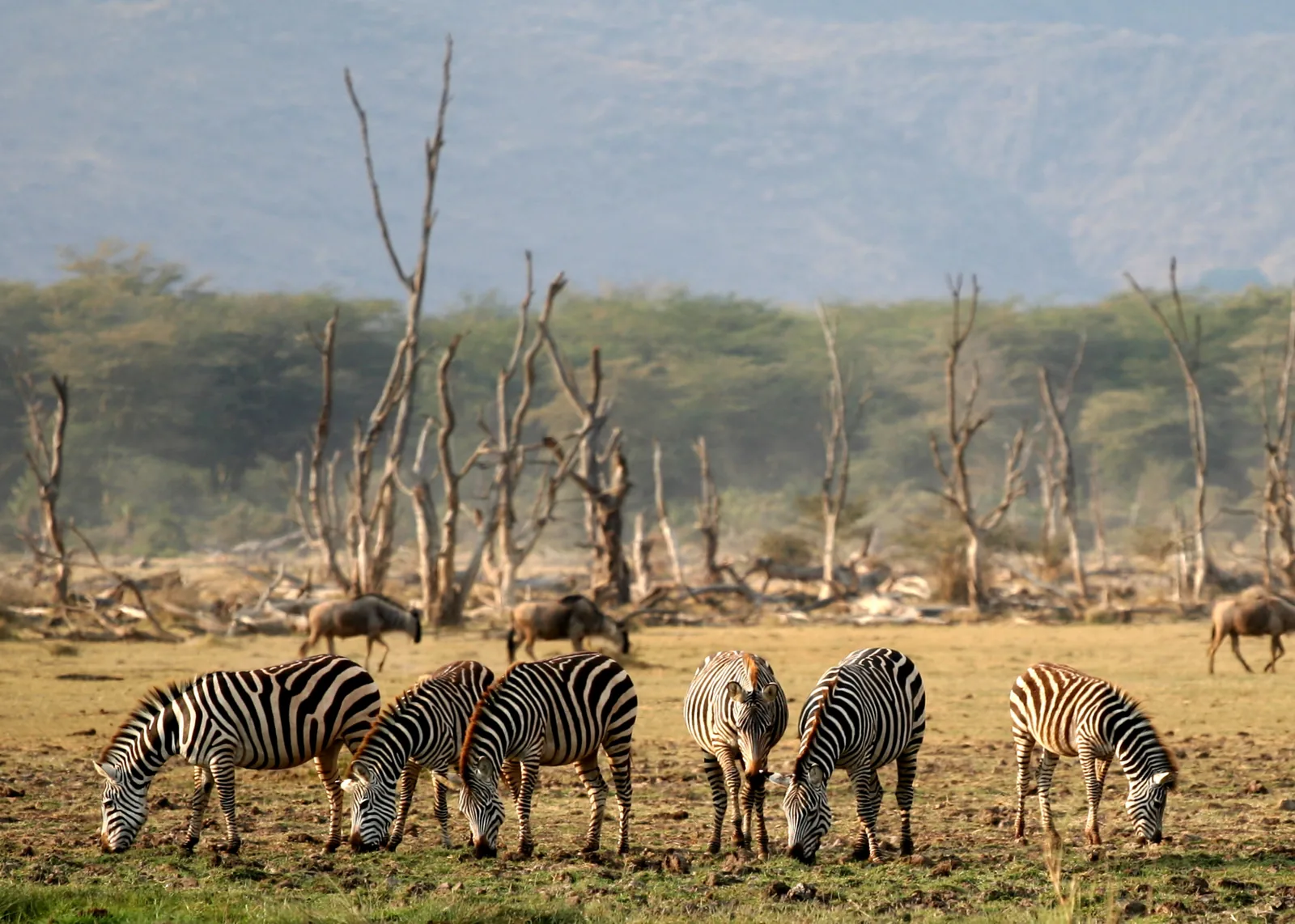 Day 7: Lake Manyara Game Drive