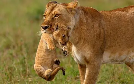 Maasai Mara safari