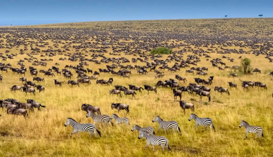 Maasai Mara safari