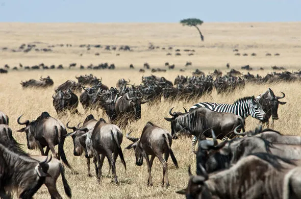 Maasai Mara safari