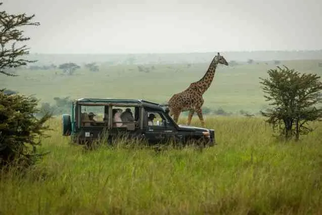 Maasai Mara safari