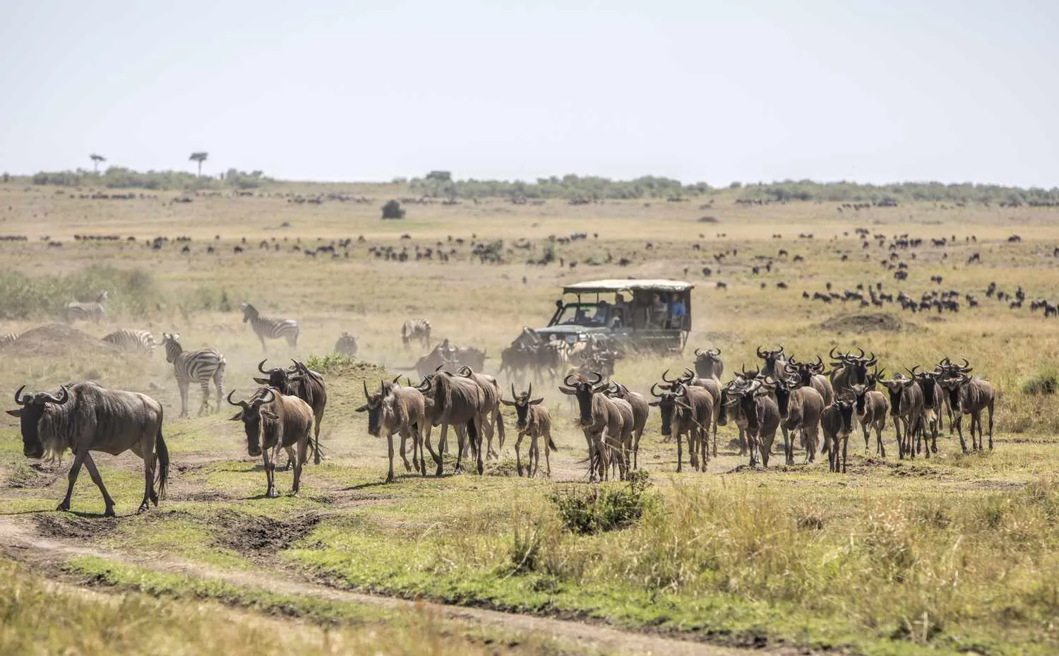 Maasai Mara safari
