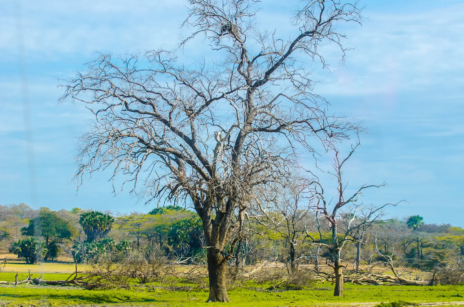 Day 3: Another Day of Wildlife Photography in Nyerere National Park