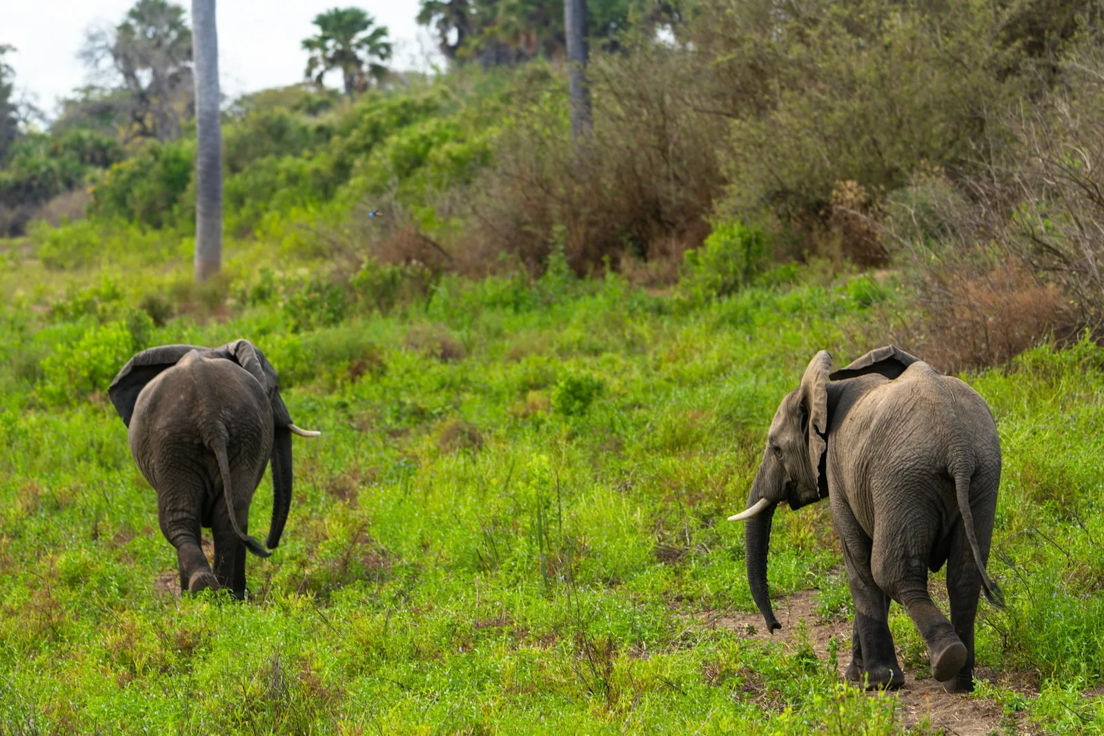 Day 2: Full-Day Game Drive in Nyerere