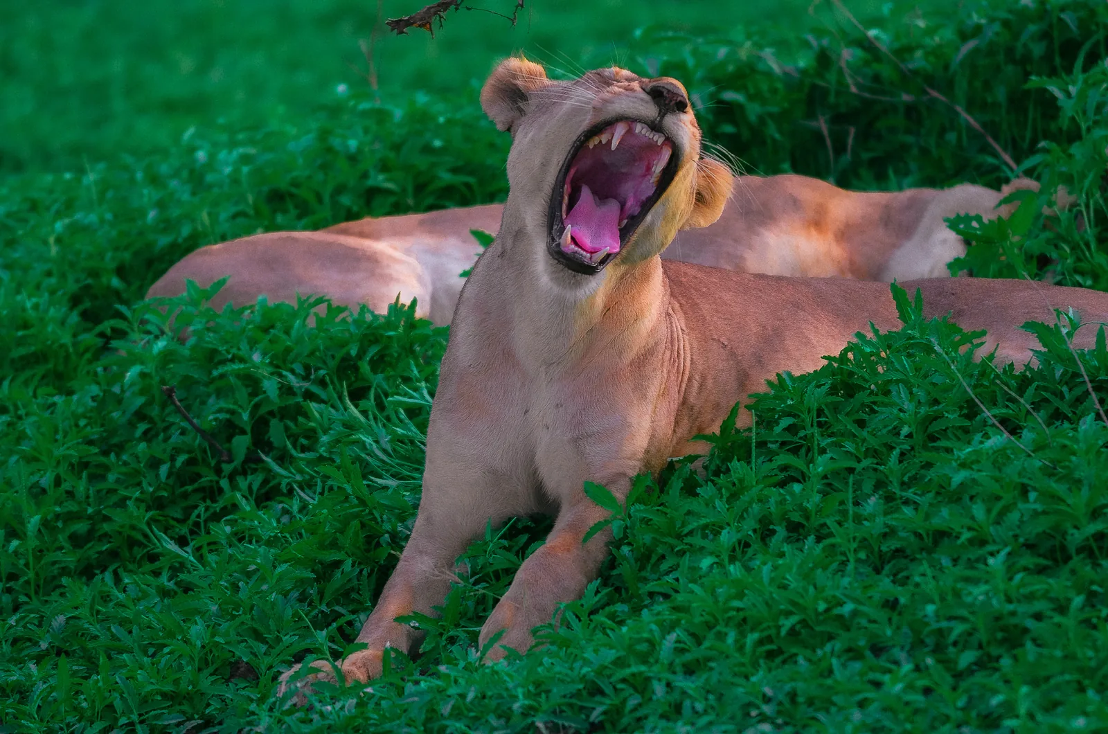 Lioness in Nyerere National Park
