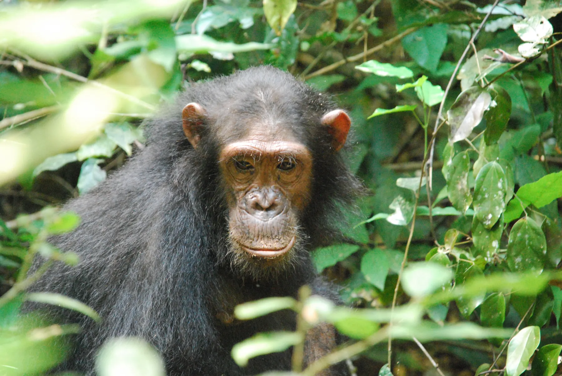 Chimpanzee habitat in western Tanzania