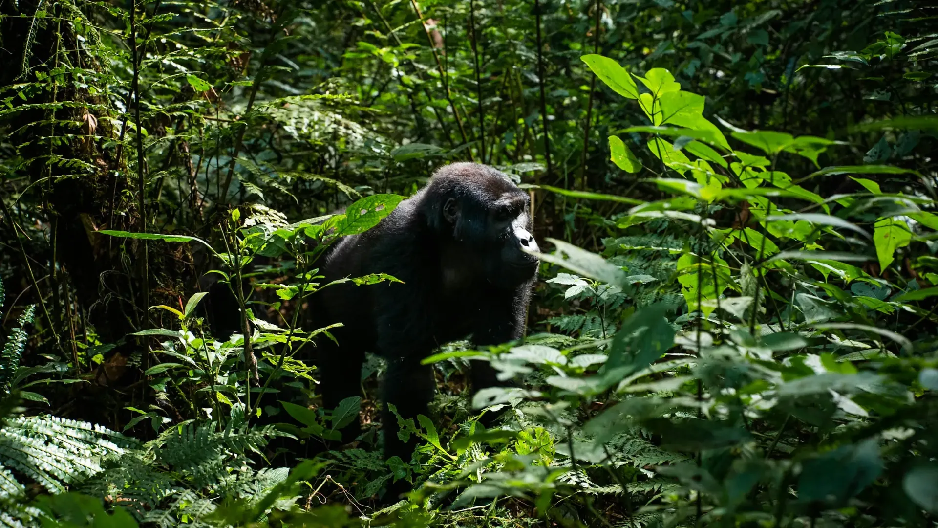 Mountain gorilla seen during a guided forest trek