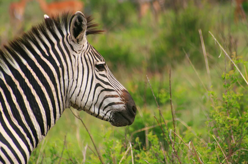 Zebras in Ruaha National Park