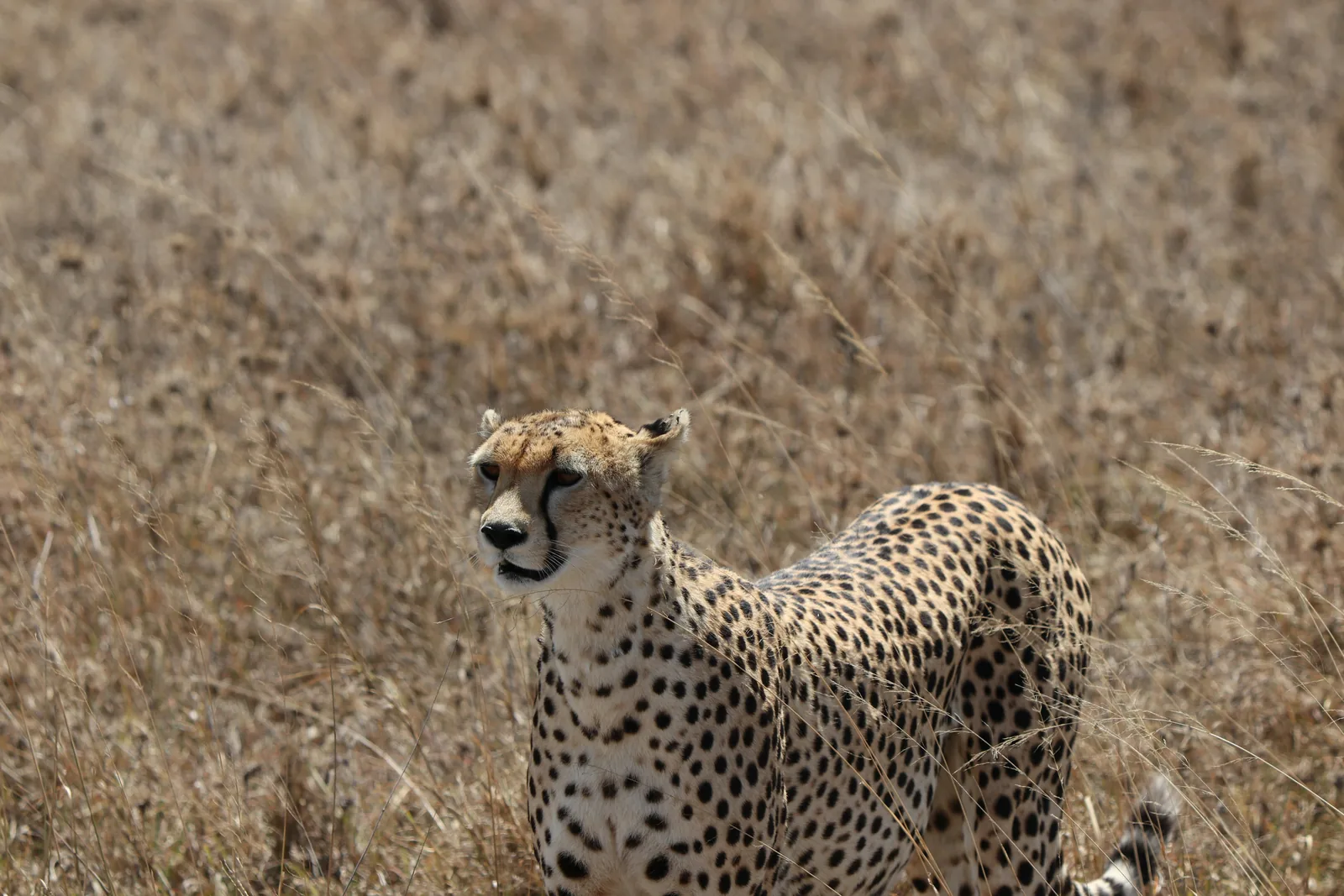 Cheetah on the Serengeti plains