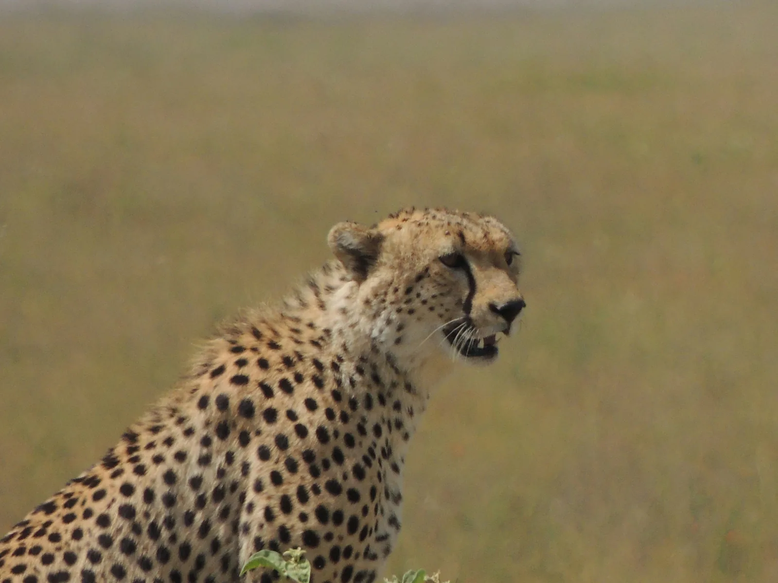 Cheetah on the Serengeti plains