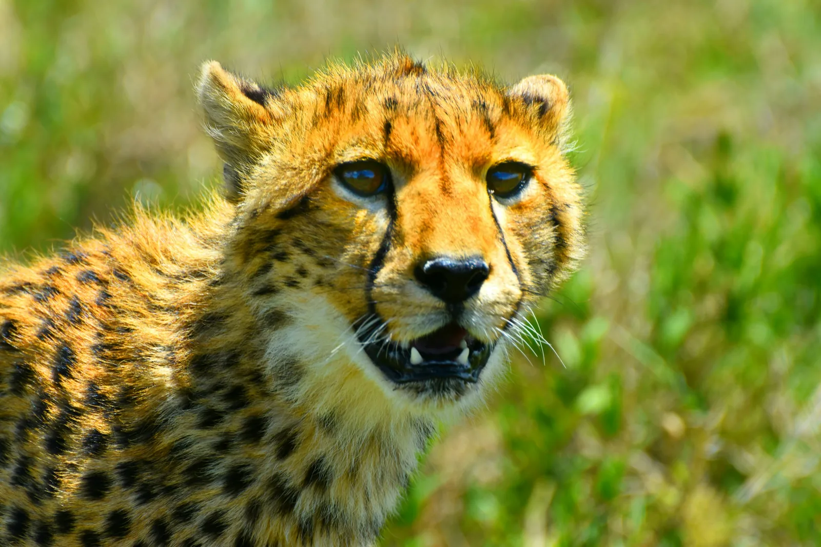 Cheetah on the Serengeti plains