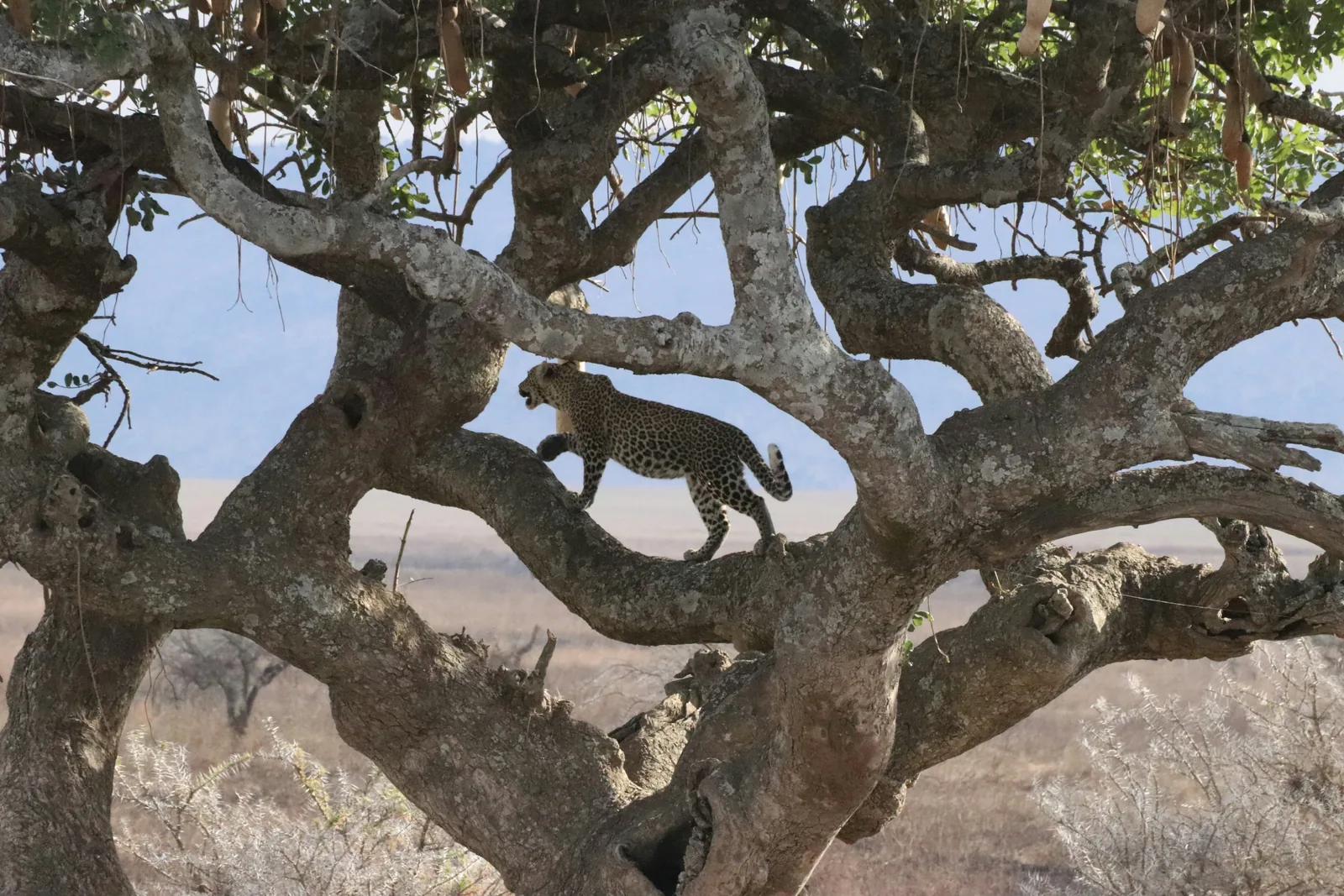 Cheetah on the Serengeti plains