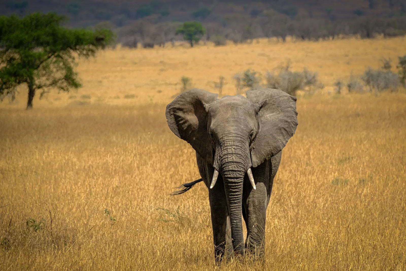 Day 6: Full Day North Serengeti Game Drive