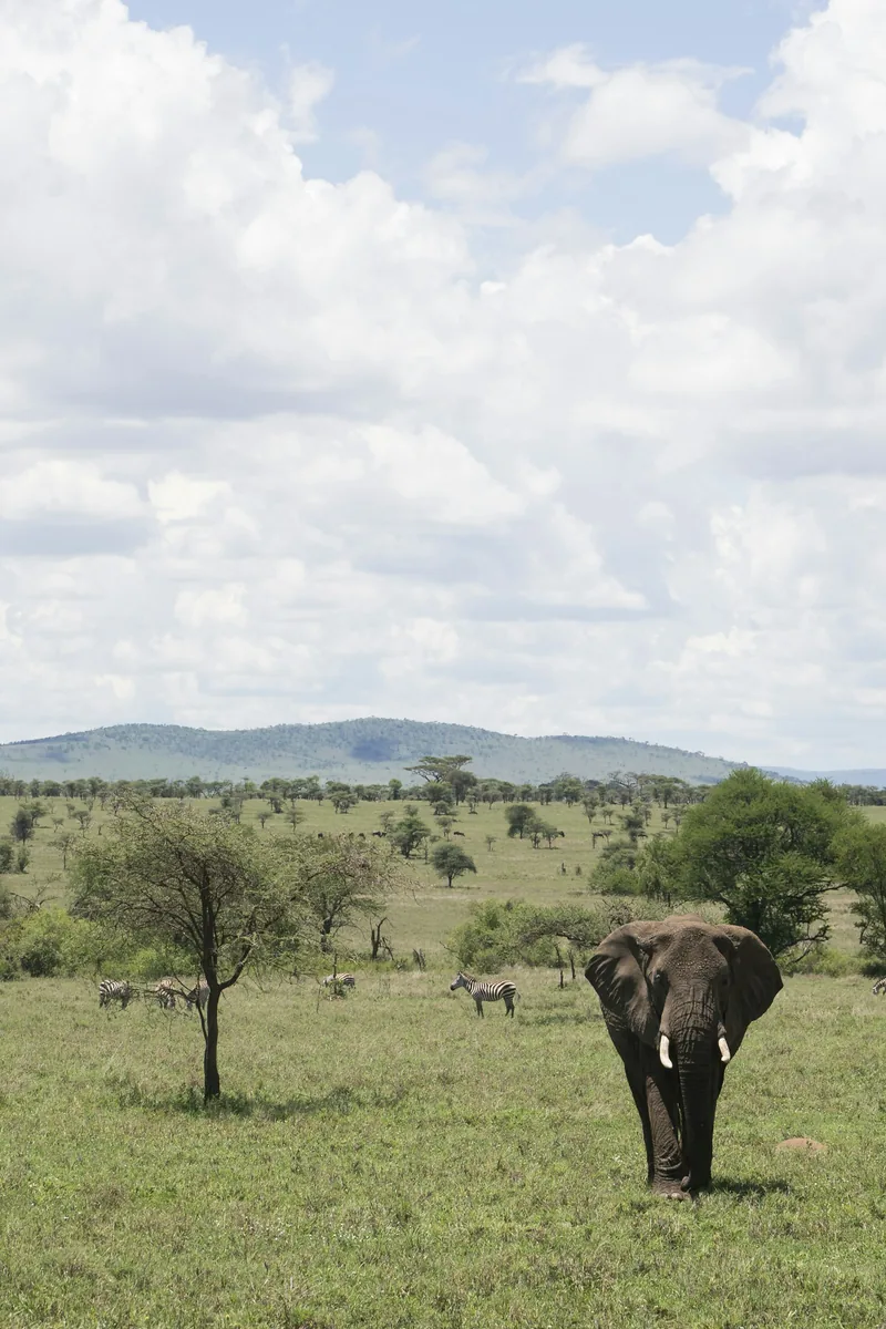 Day 5: En-route Game Drive to the Northern Serengeti