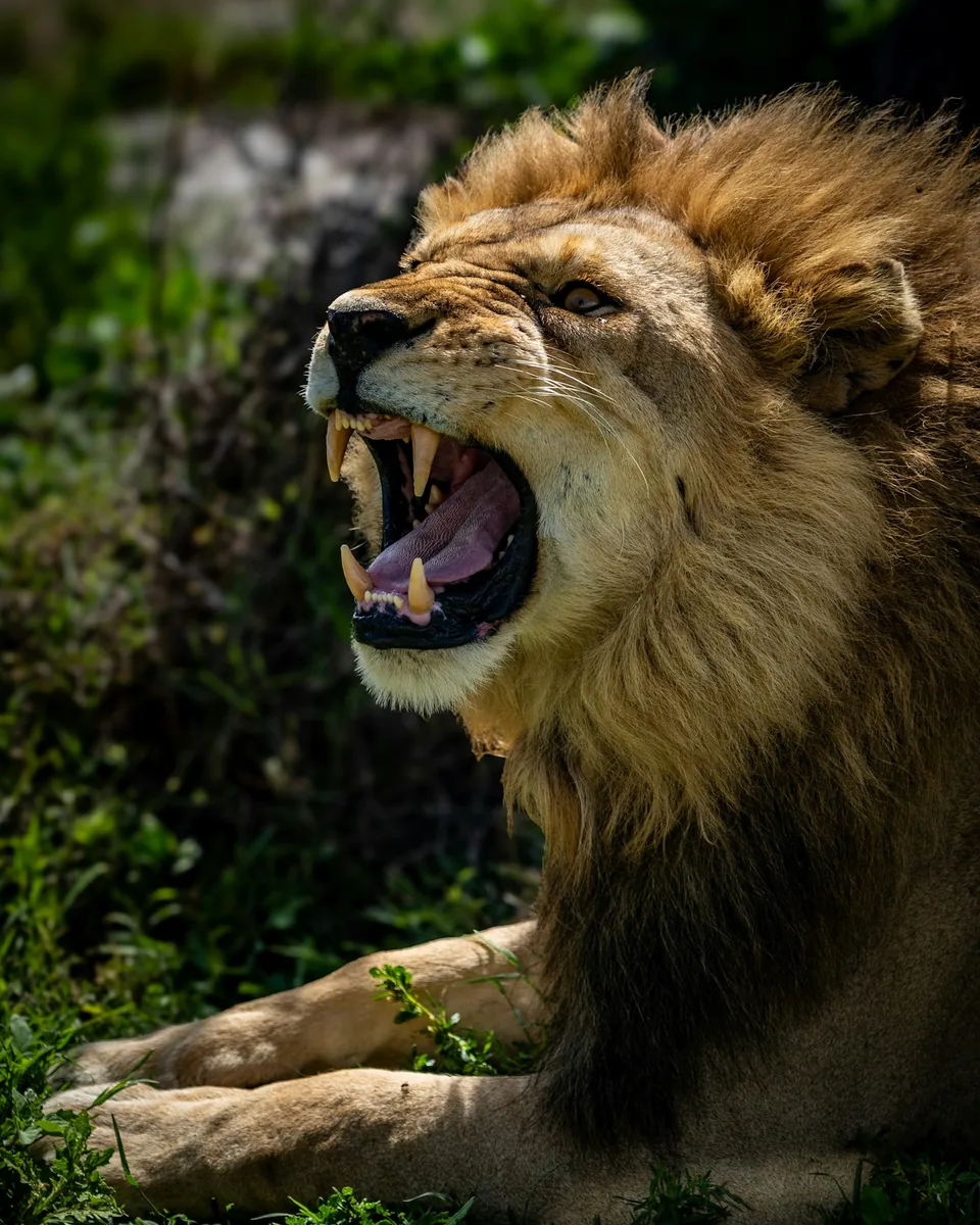 Day 08: Full-Day Safari in Central Serengeti