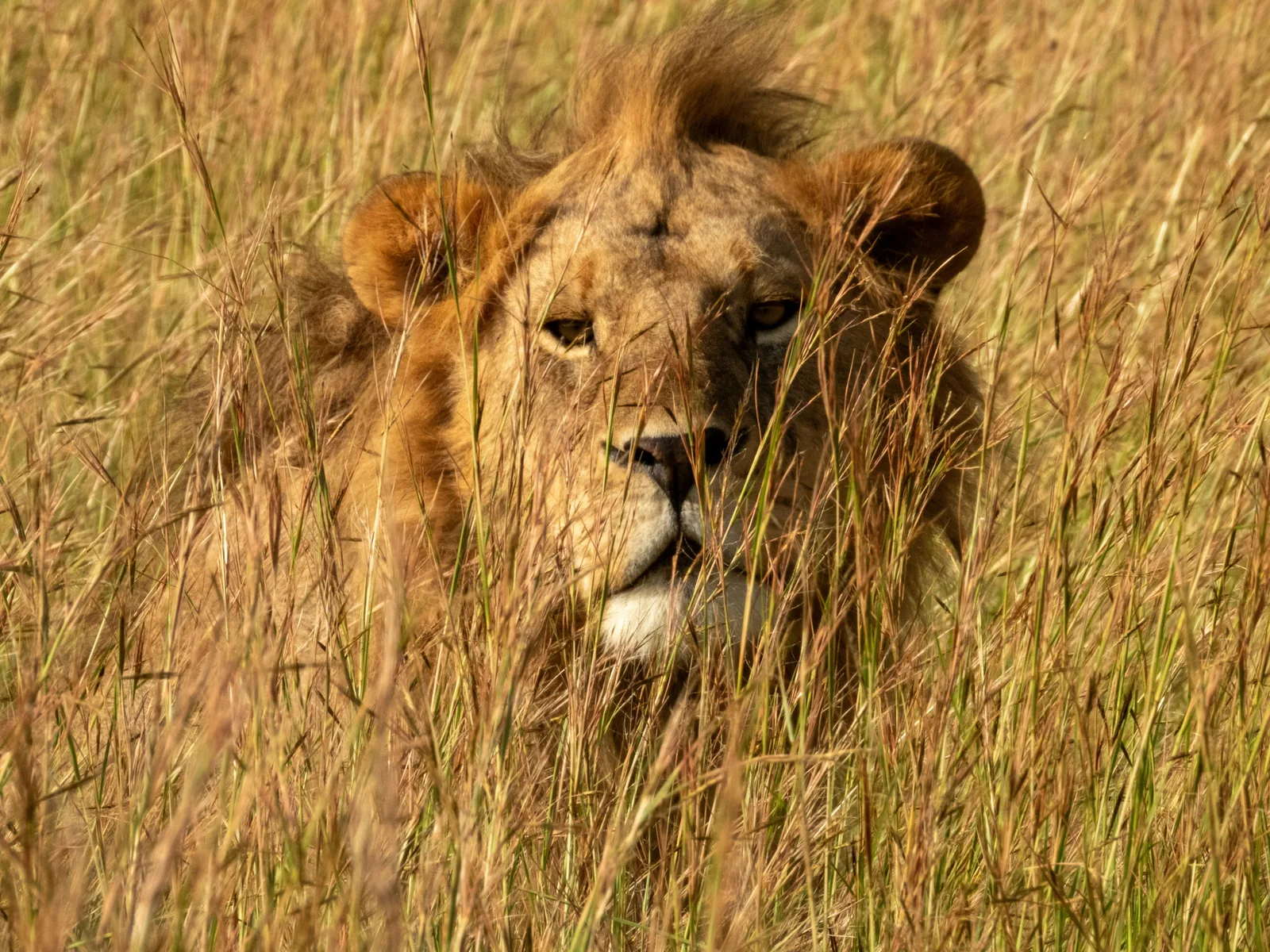 Lion in the Serengeti grasslands