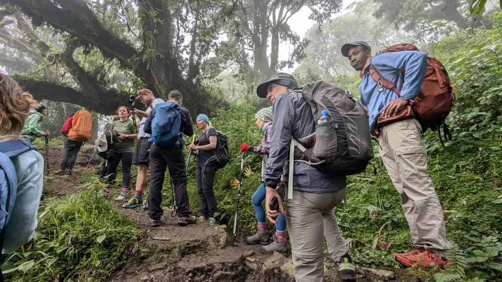 Mountain forest trekking in Tanzania