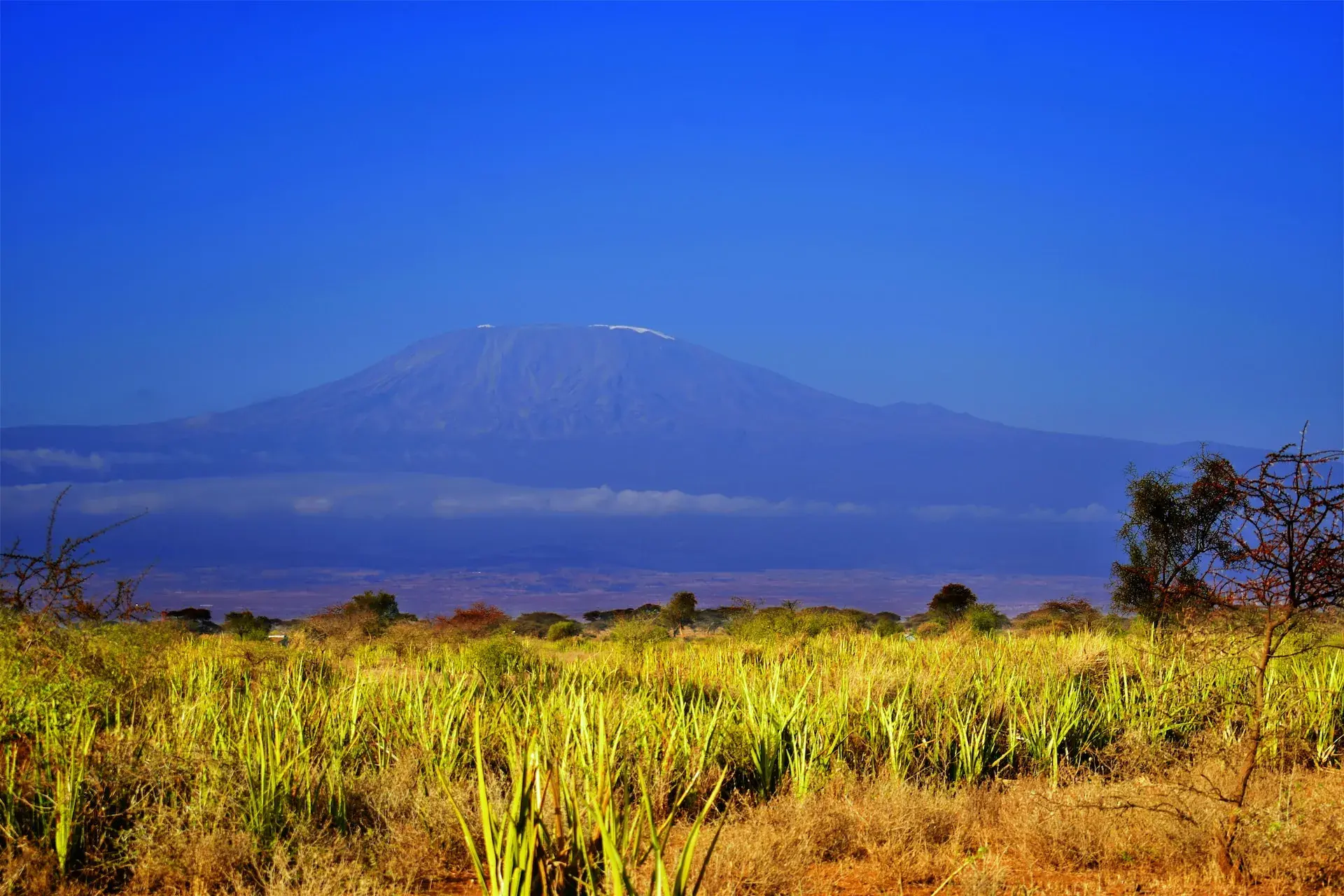 Mount Kilimanjaro viewed across the plains