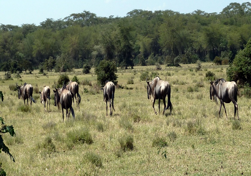 8 Days Kenya Midrange Safari
