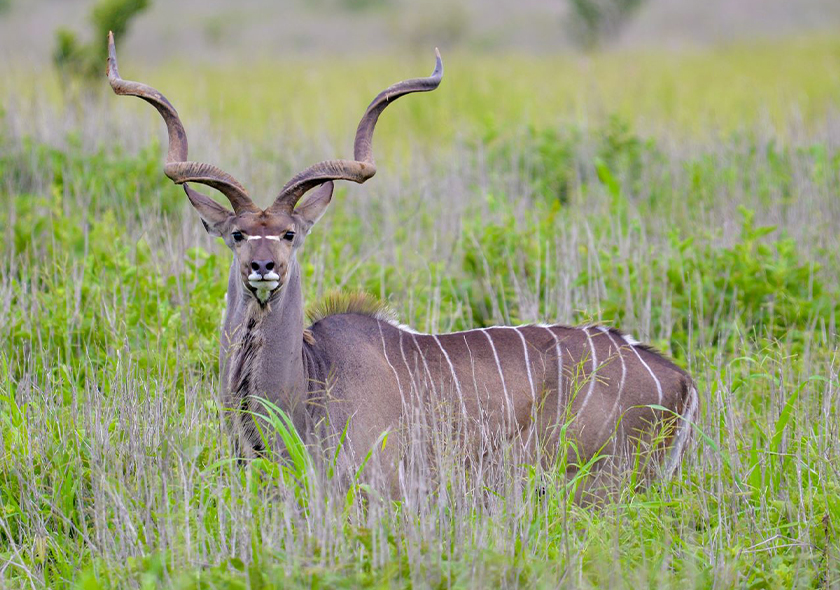 5 Days Safari in Ruaha National Park