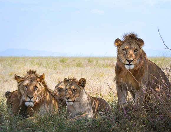 2 Days Tarangire and Ngorongoro Safari