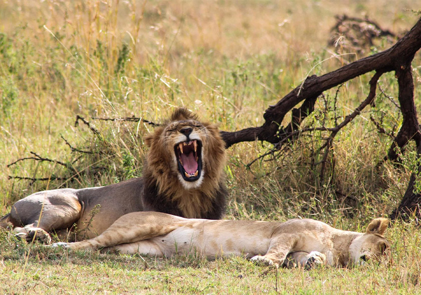 4 Days Safari in Serengeti and Ngorongoro Crater