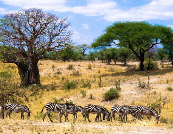 6-Day Ruaha Fly-In Safari with Night Game Drive from Dar es Salaam